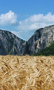 Preview wallpaper wheat, ears, field, mountains, nature