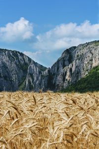 Preview wallpaper wheat, ears, field, mountains, nature