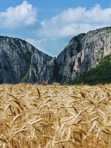 Preview wallpaper wheat, ears, field, mountains, nature