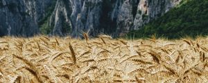 Preview wallpaper wheat, ears, field, mountains, nature