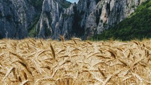 Preview wallpaper wheat, ears, field, mountains, nature