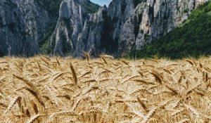 Preview wallpaper wheat, ears, field, mountains, nature