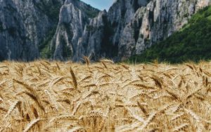 Preview wallpaper wheat, ears, field, mountains, nature