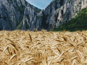 Preview wallpaper wheat, ears, field, mountains, nature