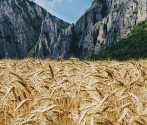 Preview wallpaper wheat, ears, field, mountains, nature