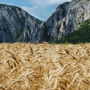 Preview wallpaper wheat, ears, field, mountains, nature