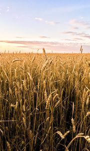 Preview wallpaper wheat, ears, field, summer, nature, landscape