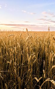 Preview wallpaper wheat, ears, field, summer, nature, landscape