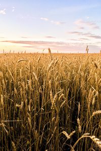 Preview wallpaper wheat, ears, field, summer, nature, landscape