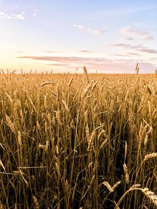 Preview wallpaper wheat, ears, field, summer, nature, landscape