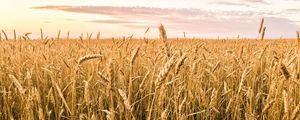 Preview wallpaper wheat, ears, field, summer, nature, landscape