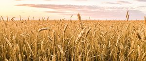 Preview wallpaper wheat, ears, field, summer, nature, landscape