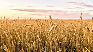 Preview wallpaper wheat, ears, field, summer, nature, landscape