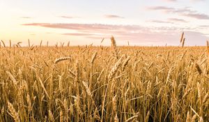 Preview wallpaper wheat, ears, field, summer, nature, landscape