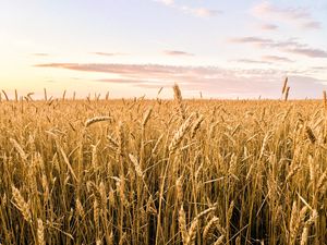 Preview wallpaper wheat, ears, field, summer, nature, landscape