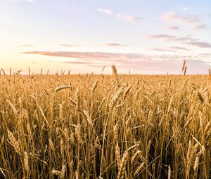 Preview wallpaper wheat, ears, field, summer, nature, landscape
