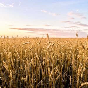 Preview wallpaper wheat, ears, field, summer, nature, landscape