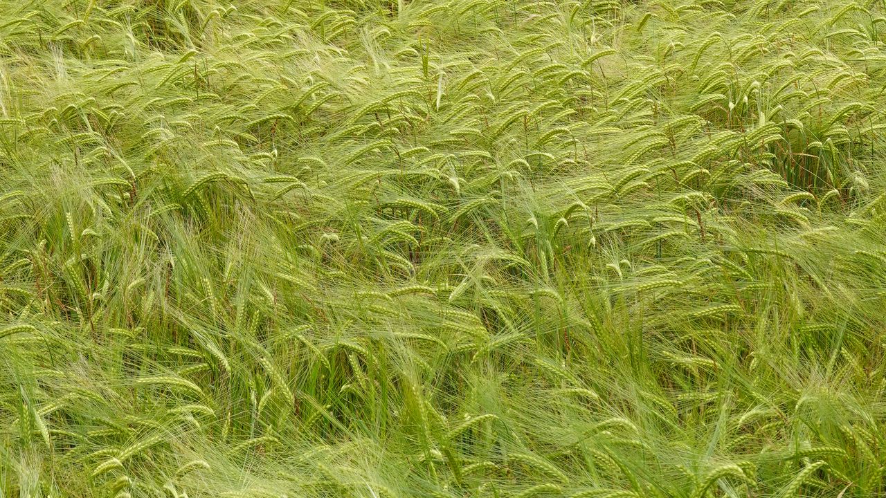 Wallpaper wheat, ears, field, nature