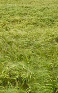 Preview wallpaper wheat, ears, field, nature