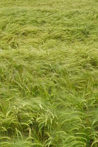 Preview wallpaper wheat, ears, field, nature