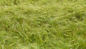 Preview wallpaper wheat, ears, field, nature