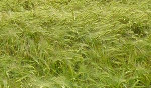 Preview wallpaper wheat, ears, field, nature