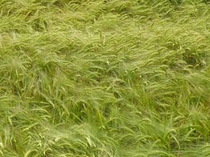 Preview wallpaper wheat, ears, field, nature