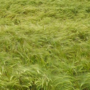 Preview wallpaper wheat, ears, field, nature