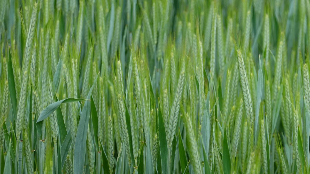 Wallpaper wheat, ears, field, macro, green