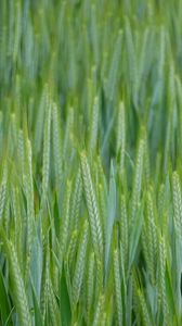 Preview wallpaper wheat, ears, field, macro, green