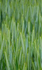 Preview wallpaper wheat, ears, field, macro, green