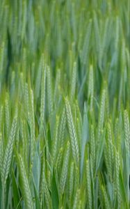 Preview wallpaper wheat, ears, field, macro, green