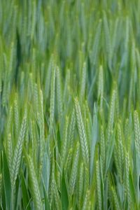 Preview wallpaper wheat, ears, field, macro, green