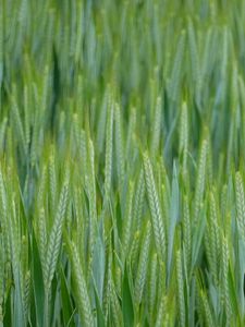 Preview wallpaper wheat, ears, field, macro, green