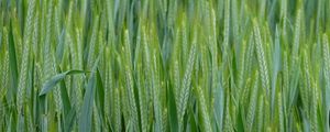 Preview wallpaper wheat, ears, field, macro, green