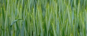 Preview wallpaper wheat, ears, field, macro, green