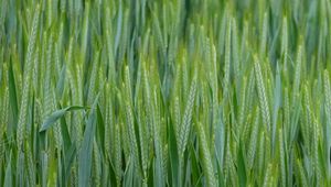 Preview wallpaper wheat, ears, field, macro, green