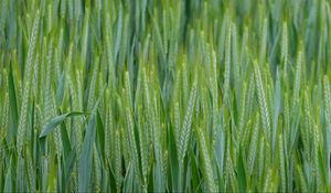 Preview wallpaper wheat, ears, field, macro, green