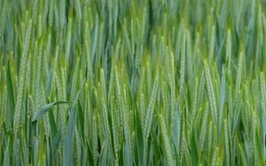 Preview wallpaper wheat, ears, field, macro, green