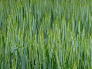 Preview wallpaper wheat, ears, field, macro, green