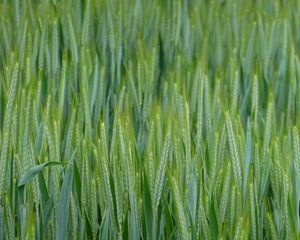 Preview wallpaper wheat, ears, field, macro, green