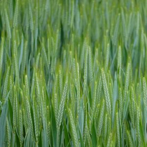 Preview wallpaper wheat, ears, field, macro, green