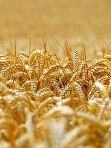 Preview wallpaper wheat, ears, field