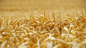 Preview wallpaper wheat, ears, field