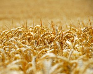 Preview wallpaper wheat, ears, field