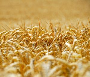 Preview wallpaper wheat, ears, field