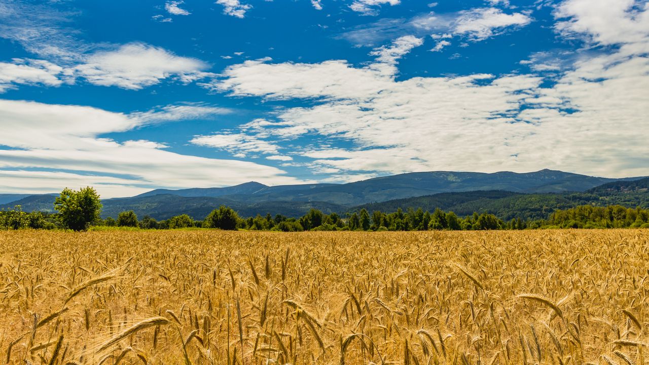 Wallpaper wheat, ears, field, trees, mountains