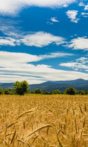 Preview wallpaper wheat, ears, field, trees, mountains