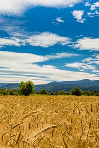 Preview wallpaper wheat, ears, field, trees, mountains