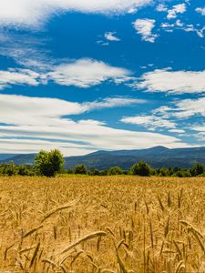 Preview wallpaper wheat, ears, field, trees, mountains